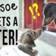 Ep #1: Crusoe Gets a SISTER! - (Cute Dachshund Puppy Video!)