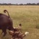 Epic Battle Of Wild Dogs VS Wild Animals Fight To Death | Lion , Buffalo , Warthog and Deer