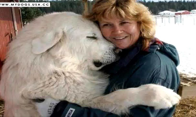 Epic Cutest Puppies in the World Photos - Best Puppy Collection
