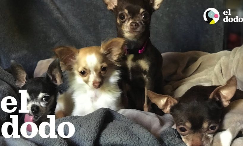 Esta mujer rescató a un perro con necesidades especiales y no pudo parar | El Dodo