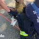 Esta perrita ciega desapareció y fue encontrada en un lugar inimaginable | El Dodo