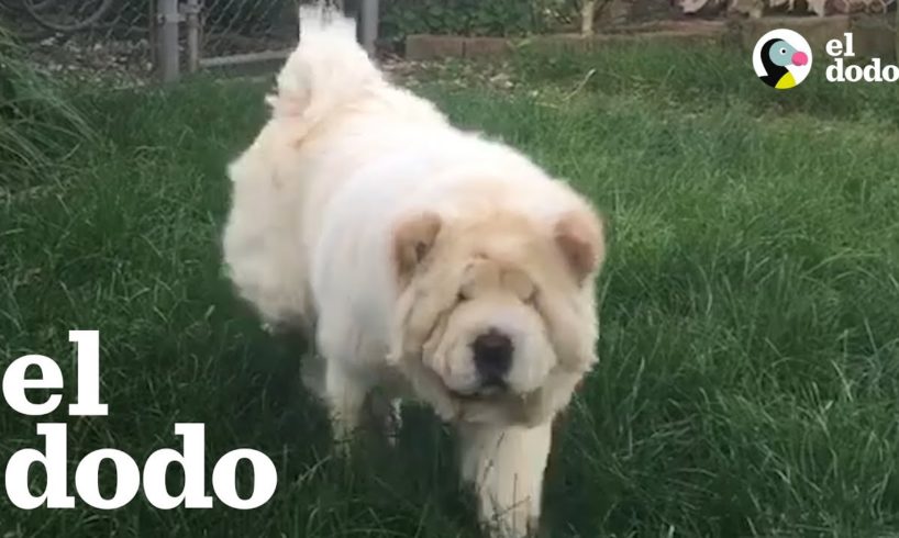 Este perro parece un oso de peluche | El Dodo