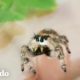 Este video hará que te gusten un poco más las arañas | El Dodo