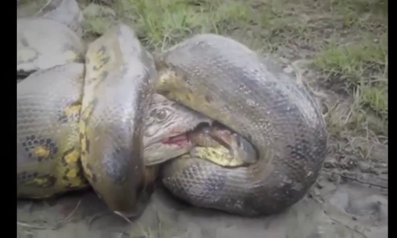 Extreme Amazing Wild Animal Attacks #7 - CRAZIEST Animal Fights Caught On Camera(new)