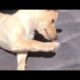 Extremely HARD TRY NOT TO LAUGH CHALLENGE - FUNNY and CUTE puppies compilation