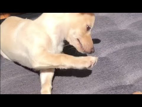 Extremely HARD TRY NOT TO LAUGH CHALLENGE - FUNNY and CUTE puppies compilation