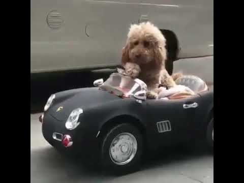 FUNNY ANIMAL VIDEOS 2019.  BEST COMPLICATIONS.