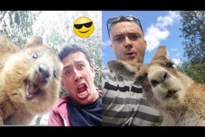 FUNNY ANIMALS Video-funny animals playing, dancing, do a lot of funny things compilation#96❤️