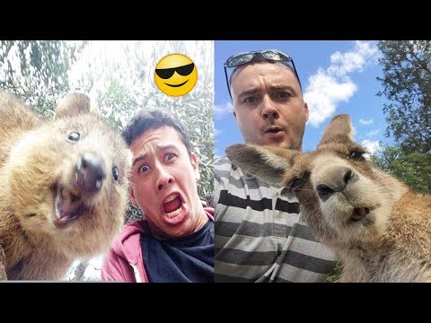 FUNNY ANIMALS Video-funny animals playing, dancing, do a lot of funny things compilation#96❤️