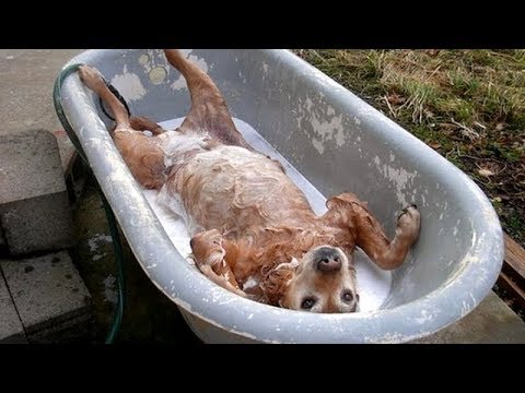 FUNNY DOGS, prepare yourself to CRY WITH LAUGHTER! - Best DOG VIDEOS