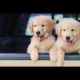 FUNNY PUPPIES AND CUTE PUPPIES VERY FUNNY VIDEO
