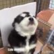 #FUNNY PUPPIES AND CUTE PUPPIES...       FUNNY ANIMALS