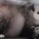 Familia de zarigüeyas es rescatada | El Dodo