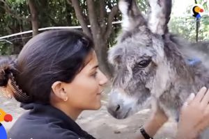Family Moves To India To Help Save Animals: Animal Aid Unlimited | The Dodo