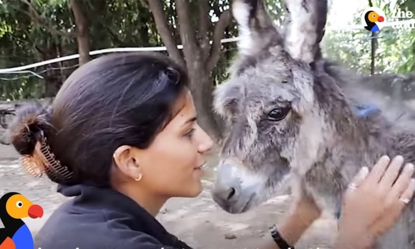 Family Moves To India To Help Save Animals: Animal Aid Unlimited | The Dodo