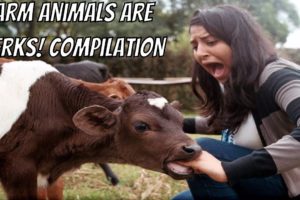 Farm Animals are Jerks