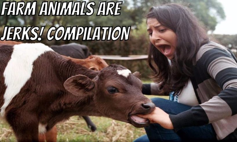 Farm Animals are Jerks
