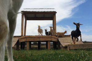 Farm Sanctuary: Rescued animals thrive in Finger Lakes