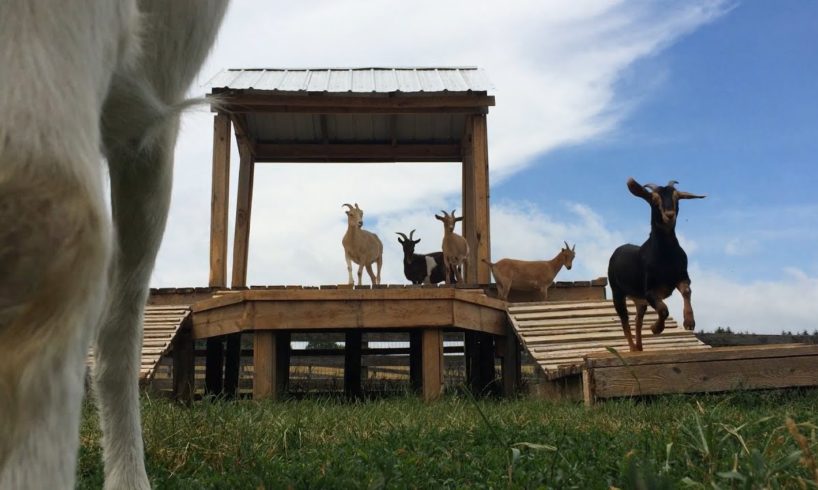 Farm Sanctuary: Rescued animals thrive in Finger Lakes
