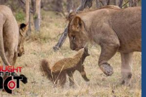 Fearless Honey Badger takes on 6 Lions.