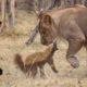 Fearless Honey Badger takes on 6 Lions.