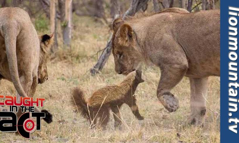 Fearless Honey Badger takes on 6 Lions.