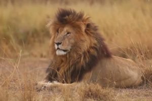 Fearless Lions of Africa #animals #wildlife #lion