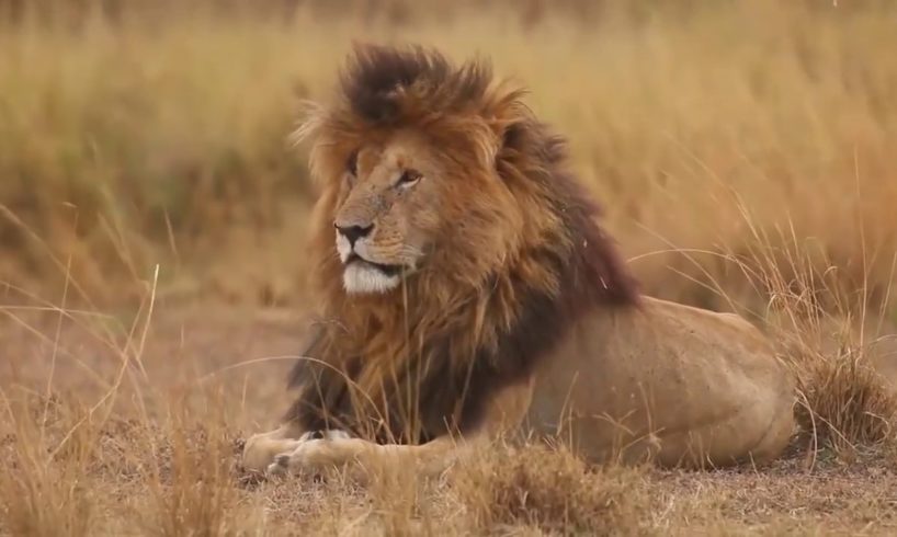 Fearless Lions of Africa #animals #wildlife #lion