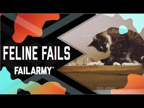 Feline Fails: Cat Got Your Tongue? (July 2018) | FailArmy