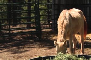 Four Horses Rescued from Alleged Animal Abuse