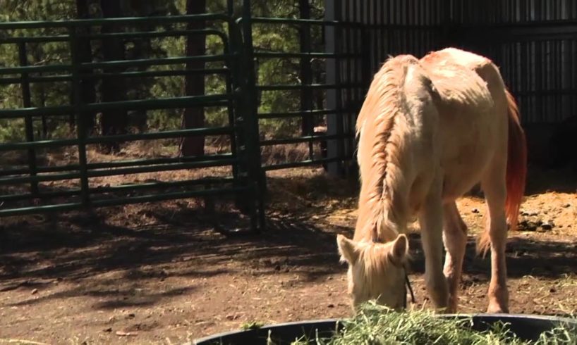 Four Horses Rescued from Alleged Animal Abuse