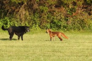 Fox vs Dog. Fox attack Dog.