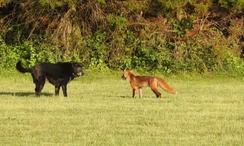 Fox vs Dog. Fox attack Dog.
