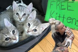 Free Kittens?!