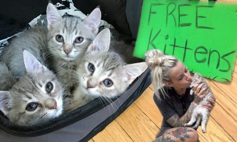 Free Kittens?!