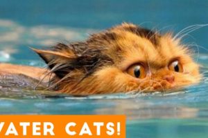Funniest Cats Playing in Water Compilation 2018 | Funny Pet Videos