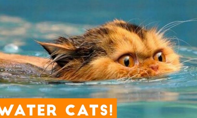 Funniest Cats Playing in Water Compilation 2018 | Funny Pet Videos