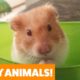 Funniest Pets & Animals of the Week | Funny Pet Videos