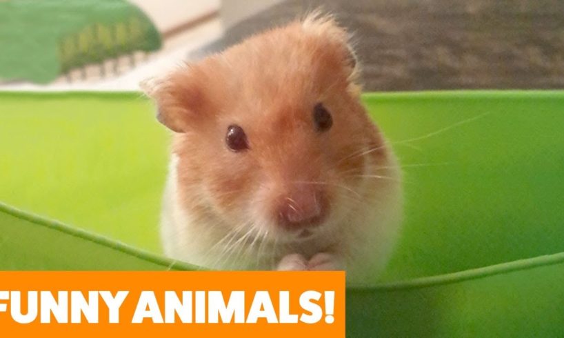 Funniest Pets & Animals of the Week | Funny Pet Videos