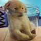 Funniest & Cutest Golden Retriever Puppies #17 - Funny Puppy Videos 2019