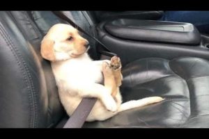 Funniest & Cutest Golden Retriever Puppies #23 - Funny Puppy Videos 2019