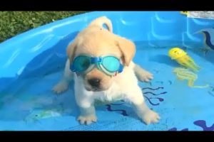 Funniest & Cutest Golden Retriever Puppies #25 - Funny Puppy Videos 2019