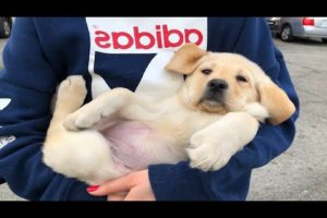 Funniest & Cutest Golden Retriever Puppies Compilation #13 - Funny Puppy Videos 2019