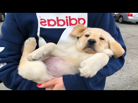 Funniest & Cutest Golden Retriever Puppies Compilation #13 - Funny Puppy Videos 2019