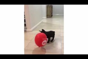 Funniest and Cutest French Bulldog Videos Compilation  Cute Puppies TV