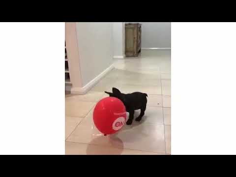 Funniest and Cutest French Bulldog Videos Compilation  Cute Puppies TV