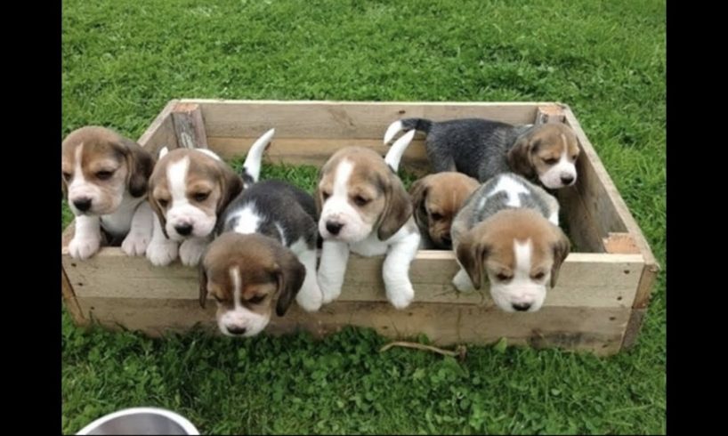 Funny And Cute Beagle Puppies Compilation #1 - Cutest Beagle Puppy