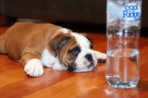 Funny And Cute Dogs - Best Dog Videos 2019