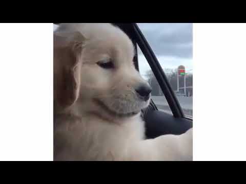 Funny And Cute Golden Retriever Puppies Compilation   Cute Puppies Doing Funny