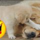 Funny Animals||Dog Mom Playing With Her Puppies  Funny Puppies And Cute Puppy Videos Compilation